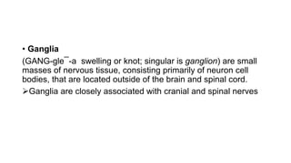 • Ganglia
(GANG-gle¯-a swelling or knot; singular is ganglion) are small
masses of nervous tissue, consisting primarily of neuron cell
bodies, that are located outside of the brain and spinal cord.
Ganglia are closely associated with cranial and spinal nerves
 