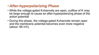 • After-hyperpolarizing Phase
• While the voltage-gated Kchannels are open, outflow of K may
be large enough to cause an after-hyperpolarizing phase of the
action potential
• During this phase, the voltage-gated Kchannels remain open
and the membrane potential becomes even more negative
(about -90 mV).
 