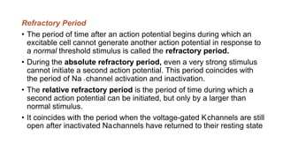 Refractory Period
• The period of time after an action potential begins during which an
excitable cell cannot generate another action potential in response to
a normal threshold stimulus is called the refractory period.
• During the absolute refractory period, even a very strong stimulus
cannot initiate a second action potential. This period coincides with
the period of Na + channel activation and inactivation.
• The relative refractory period is the period of time during which a
second action potential can be initiated, but only by a larger than
normal stimulus.
• It coincides with the period when the voltage-gated Kchannels are still
open after inactivated Nachannels have returned to their resting state
 