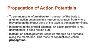 Propagation of Action Potentials
• To communicate information from one part of the body to
another, action potentials in a neuron must travel from where
they arise at the trigger zone of the axon to the axon terminals.
• In contrast to the graded potential, an action potential is not
decremental (it does not die out).
• Instead, an action potential keeps its strength as it spreads
along the membrane. This mode of conduction is called
propagation .
 