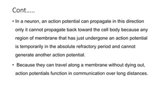 Cont…..
• In a neuron, an action potential can propagate in this direction
only it cannot propagate back toward the cell body because any
region of membrane that has just undergone an action potential
is temporarily in the absolute refractory period and cannot
generate another action potential.
• Because they can travel along a membrane without dying out,
action potentials function in communication over long distances.
 