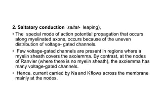 2. Saltatory conduction saltat- leaping),
• The special mode of action potential propagation that occurs
along myelinated axons, occurs because of the uneven
distribution of voltage- gated channels.
• Few voltage-gated channels are present in regions where a
myelin sheath covers the axolemma. By contrast, at the nodes
of Ranvier (where there is no myelin sheath), the axolemma has
many voltage-gated channels.
• Hence, current carried by Na and Kflows across the membrane
mainly at the nodes.
 