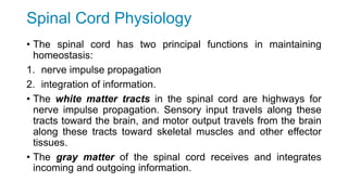 Spinal Cord Physiology
• The spinal cord has two principal functions in maintaining
homeostasis:
1. nerve impulse propagation
2. integration of information.
• The white matter tracts in the spinal cord are highways for
nerve impulse propagation. Sensory input travels along these
tracts toward the brain, and motor output travels from the brain
along these tracts toward skeletal muscles and other effector
tissues.
• The gray matter of the spinal cord receives and integrates
incoming and outgoing information.
 