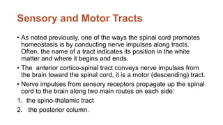 Sensory and Motor Tracts
• As noted previously, one of the ways the spinal cord promotes
homeostasis is by conducting nerve impulses along tracts.
Often, the name of a tract indicates its position in the white
matter and where it begins and ends.
• The anterior cortico-spinal tract conveys nerve impulses from
the brain toward the spinal cord, it is a motor (descending) tract.
• Nerve impulses from sensory receptors propagate up the spinal
cord to the brain along two main routes on each side:
1. the spino-thalamic tract
2. the posterior column.
 