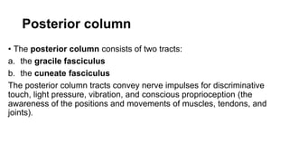 Posterior column
• The posterior column consists of two tracts:
a. the gracile fasciculus
b. the cuneate fasciculus
The posterior column tracts convey nerve impulses for discriminative
touch, light pressure, vibration, and conscious proprioception (the
awareness of the positions and movements of muscles, tendons, and
joints).
 
