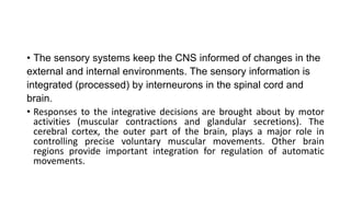 • The sensory systems keep the CNS informed of changes in the
external and internal environments. The sensory information is
integrated (processed) by interneurons in the spinal cord and
brain.
• Responses to the integrative decisions are brought about by motor
activities (muscular contractions and glandular secretions). The
cerebral cortex, the outer part of the brain, plays a major role in
controlling precise voluntary muscular movements. Other brain
regions provide important integration for regulation of automatic
movements.
 