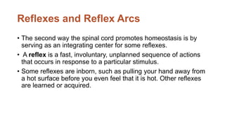 Reflexes and Reflex Arcs
• The second way the spinal cord promotes homeostasis is by
serving as an integrating center for some reflexes.
• A reflex is a fast, involuntary, unplanned sequence of actions
that occurs in response to a particular stimulus.
• Some reflexes are inborn, such as pulling your hand away from
a hot surface before you even feel that it is hot. Other reflexes
are learned or acquired.
 