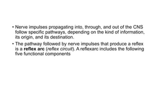 • Nerve impulses propagating into, through, and out of the CNS
follow specific pathways, depending on the kind of information,
its origin, and its destination.
• The pathway followed by nerve impulses that produce a reflex
is a reflex arc (reflex circuit). A reflexarc includes the following
five functional components
 