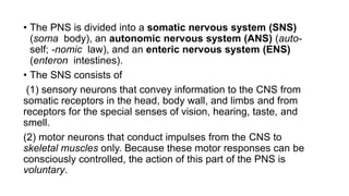 • The PNS is divided into a somatic nervous system (SNS)
(soma body), an autonomic nervous system (ANS) (auto-
self; -nomic law), and an enteric nervous system (ENS)
(enteron intestines).
• The SNS consists of
(1) sensory neurons that convey information to the CNS from
somatic receptors in the head, body wall, and limbs and from
receptors for the special senses of vision, hearing, taste, and
smell.
(2) motor neurons that conduct impulses from the CNS to
skeletal muscles only. Because these motor responses can be
consciously controlled, the action of this part of the PNS is
voluntary.
 