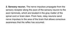 2. Sensory neuron. The nerve impulses propagate from the
sensory receptor along the axon of the sensory neuron to the
axon terminals, which are located in the gray matter of the
spinal cord or brain stem. From here, relay neurons send
nerve impulses to the area of the brain that allows conscious
awareness that the reflex has occurred.
 