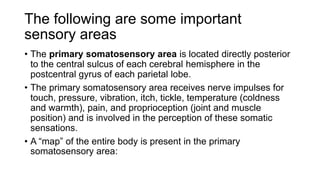 The following are some important
sensory areas
• The primary somatosensory area is located directly posterior
to the central sulcus of each cerebral hemisphere in the
postcentral gyrus of each parietal lobe.
• The primary somatosensory area receives nerve impulses for
touch, pressure, vibration, itch, tickle, temperature (coldness
and warmth), pain, and proprioception (joint and muscle
position) and is involved in the perception of these somatic
sensations.
• A “map” of the entire body is present in the primary
somatosensory area:
 