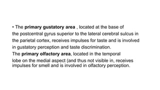 • The primary gustatory area , located at the base of
the postcentral gyrus superior to the lateral cerebral sulcus in
the parietal cortex, receives impulses for taste and is involved
in gustatory perception and taste discrimination.
The primary olfactory area, located in the temporal
lobe on the medial aspect (and thus not visible in, receives
impulses for smell and is involved in olfactory perception.
 
