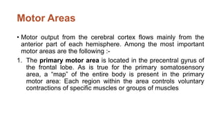 Motor Areas
• Motor output from the cerebral cortex flows mainly from the
anterior part of each hemisphere. Among the most important
motor areas are the following :-
1. The primary motor area is located in the precentral gyrus of
the frontal lobe. As is true for the primary somatosensory
area, a “map” of the entire body is present in the primary
motor area: Each region within the area controls voluntary
contractions of specific muscles or groups of muscles
 