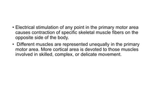 • Electrical stimulation of any point in the primary motor area
causes contraction of specific skeletal muscle fibers on the
opposite side of the body.
• Different muscles are represented unequally in the primary
motor area. More cortical area is devoted to those muscles
involved in skilled, complex, or delicate movement.
 