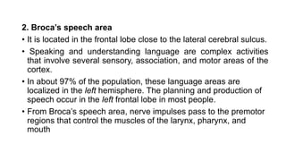 2. Broca’s speech area
• It is located in the frontal lobe close to the lateral cerebral sulcus.
• Speaking and understanding language are complex activities
that involve several sensory, association, and motor areas of the
cortex.
• In about 97% of the population, these language areas are
localized in the left hemisphere. The planning and production of
speech occur in the left frontal lobe in most people.
• From Broca’s speech area, nerve impulses pass to the premotor
regions that control the muscles of the larynx, pharynx, and
mouth
 