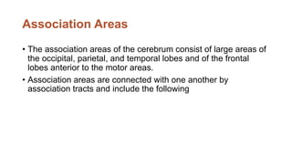 Association Areas
• The association areas of the cerebrum consist of large areas of
the occipital, parietal, and temporal lobes and of the frontal
lobes anterior to the motor areas.
• Association areas are connected with one another by
association tracts and include the following
 