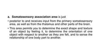 a. Somatosensory association area is just
• posterior to and receives input from the primary somatosensory
area, as well as from the thalamus and other parts of the brain.
• This area permits you to determine the exact shape and texture
of an object by feeling it, to determine the orientation of one
object with respect to another as they are felt, and to sense the
relationship of one body part to another.
 