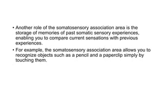 • Another role of the somatosensory association area is the
storage of memories of past somatic sensory experiences,
enabling you to compare current sensations with previous
experiences.
• For example, the somatosensory association area allows you to
recognize objects such as a pencil and a paperclip simply by
touching them.
 