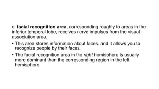 c. facial recognition area, corresponding roughly to areas in the
inferior temporal lobe, receives nerve impulses from the visual
association area.
• This area stores information about faces, and it allows you to
recognize people by their faces.
• The facial recognition area in the right hemisphere is usually
more dominant than the corresponding region in the left
hemisphere
 