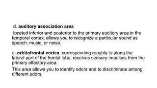 d. auditory association area
located inferior and posterior to the primary auditory area in the
temporal cortex, allows you to recognize a particular sound as
speech, music, or noise.
e. orbitofrontal cortex, corresponding roughly to along the
lateral part of the frontal lobe, receives sensory impulses from the
primary olfactory area.
This area allows you to identify odors and to discriminate among
different odors.
 