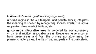 f. Wernicke’s area (posterior language area),
a broad region in the left temporal and parietal lobes, interprets
the meaning of speech by recognizing spoken words. It is active
as you translate words into thoughts.
g. common integrative area is bordered by somatosensory,
visual, and auditory association areas. It receives nerve impulses
from these areas and from the primary gustatory area, the
primary olfactory area, the thalamus, and parts of the brain stem.
 