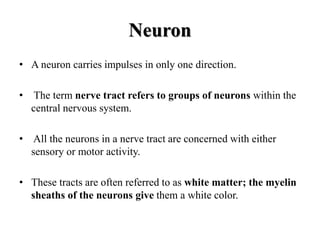 Neuron
• A neuron carries impulses in only one direction.
• The term nerve tract refers to groups of neurons within the
central nervous system.
• All the neurons in a nerve tract are concerned with either
sensory or motor activity.
• These tracts are often referred to as white matter; the myelin
sheaths of the neurons give them a white color.
 