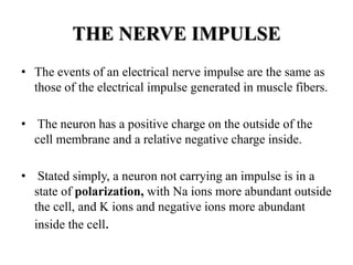 THE NERVE IMPULSE
• The events of an electrical nerve impulse are the same as
those of the electrical impulse generated in muscle fibers.
• The neuron has a positive charge on the outside of the
cell membrane and a relative negative charge inside.
• Stated simply, a neuron not carrying an impulse is in a
state of polarization, with Na ions more abundant outside
the cell, and K ions and negative ions more abundant
inside the cell.
 