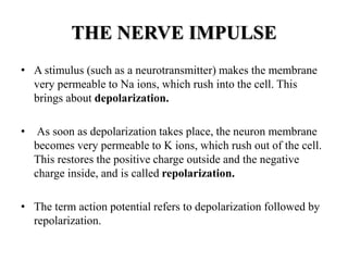 THE NERVE IMPULSE
• A stimulus (such as a neurotransmitter) makes the membrane
very permeable to Na ions, which rush into the cell. This
brings about depolarization.
• As soon as depolarization takes place, the neuron membrane
becomes very permeable to K ions, which rush out of the cell.
This restores the positive charge outside and the negative
charge inside, and is called repolarization.
• The term action potential refers to depolarization followed by
repolarization.
 