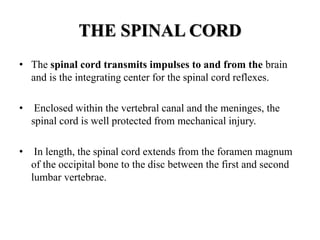 THE SPINAL CORD
• The spinal cord transmits impulses to and from the brain
and is the integrating center for the spinal cord reflexes.
• Enclosed within the vertebral canal and the meninges, the
spinal cord is well protected from mechanical injury.
• In length, the spinal cord extends from the foramen magnum
of the occipital bone to the disc between the first and second
lumbar vertebrae.
 