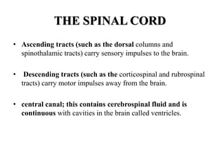 THE SPINAL CORD
• Ascending tracts (such as the dorsal columns and
spinothalamic tracts) carry sensory impulses to the brain.
• Descending tracts (such as the corticospinal and rubrospinal
tracts) carry motor impulses away from the brain.
• central canal; this contains cerebrospinal fluid and is
continuous with cavities in the brain called ventricles.
 