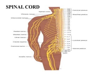 SPINAL CORD
 