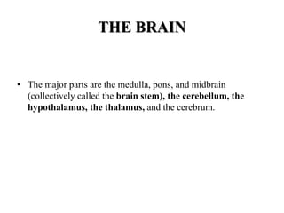 THE BRAIN
• The major parts are the medulla, pons, and midbrain
(collectively called the brain stem), the cerebellum, the
hypothalamus, the thalamus, and the cerebrum.
 
