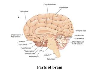 Parts of brain
 