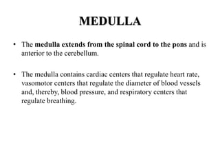 MEDULLA
• The medulla extends from the spinal cord to the pons and is
anterior to the cerebellum.
• The medulla contains cardiac centers that regulate heart rate,
vasomotor centers that regulate the diameter of blood vessels
and, thereby, blood pressure, and respiratory centers that
regulate breathing.
 