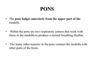 PONS
• The pons bulges anteriorly from the upper part of the
medulla
• Within the pons are two respiratory centers that work with
those in the medulla to produce a normal breathing rhythm.
• The many other neurons in the pons connect the medulla with
other parts of the brain.
 