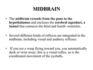 MIDBRAIN
• The midbrain extends from the pons to the
hypothalamus and encloses the cerebral aqueduct, a
tunnel that connects the third and fourth ventricles.
• Several different kinds of reflexes are integrated in the
midbrain, including visual and auditory reflexes.
• If you see a wasp flying toward you, you automatically
duck or twist away; this is a visual reflex, as is the
coordinated movement of the eyeballs.
 