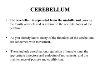 CEREBELLUM
• The cerebellum is separated from the medulla and pons by
the fourth ventricle and is inferior to the occipital lobes of the
cerebrum.
• As you already know, many of the functions of the cerebellum
are concerned with movement.
• These include coordination, regulation of muscle tone, the
appropriate trajectory and endpoint of movements, and the
maintenance of posture and equilibrium.
 