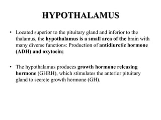 HYPOTHALAMUS
• Located superior to the pituitary gland and inferior to the
thalamus, the hypothalamus is a small area of the brain with
many diverse functions: Production of antidiuretic hormone
(ADH) and oxytocin;
• The hypothalamus produces growth hormone releasing
hormone (GHRH), which stimulates the anterior pituitary
gland to secrete growth hormone (GH).
 