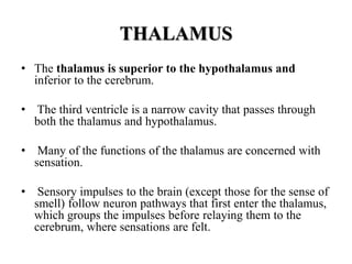 THALAMUS
• The thalamus is superior to the hypothalamus and
inferior to the cerebrum.
• The third ventricle is a narrow cavity that passes through
both the thalamus and hypothalamus.
• Many of the functions of the thalamus are concerned with
sensation.
• Sensory impulses to the brain (except those for the sense of
smell) follow neuron pathways that first enter the thalamus,
which groups the impulses before relaying them to the
cerebrum, where sensations are felt.
 