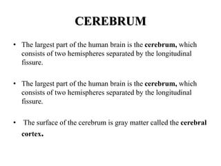 CEREBRUM
• The largest part of the human brain is the cerebrum, which
consists of two hemispheres separated by the longitudinal
fissure.
• The largest part of the human brain is the cerebrum, which
consists of two hemispheres separated by the longitudinal
fissure.
• The surface of the cerebrum is gray matter called the cerebral
cortex.
 