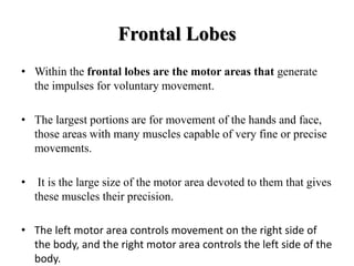 Frontal Lobes
• Within the frontal lobes are the motor areas that generate
the impulses for voluntary movement.
• The largest portions are for movement of the hands and face,
those areas with many muscles capable of very fine or precise
movements.
• It is the large size of the motor area devoted to them that gives
these muscles their precision.
• The left motor area controls movement on the right side of
the body, and the right motor area controls the left side of the
body.
 