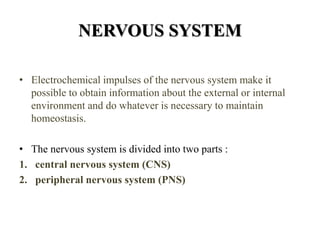 NERVOUS SYSTEM
• Electrochemical impulses of the nervous system make it
possible to obtain information about the external or internal
environment and do whatever is necessary to maintain
homeostasis.
• The nervous system is divided into two parts :
1. central nervous system (CNS)
2. peripheral nervous system (PNS)
 