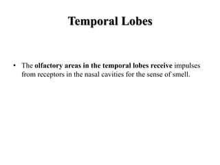Temporal Lobes
• The olfactory areas in the temporal lobes receive impulses
from receptors in the nasal cavities for the sense of smell.
 