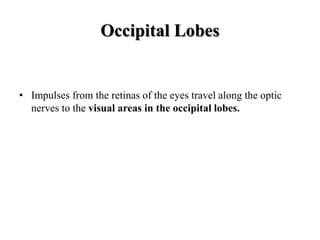 Occipital Lobes
• Impulses from the retinas of the eyes travel along the optic
nerves to the visual areas in the occipital lobes.
 