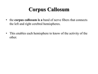Corpus Callosum
• the corpus callosum is a band of nerve fibers that connects
the left and right cerebral hemispheres.
• This enables each hemisphere to know of the activity of the
other.
 