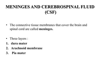 MENINGES AND CEREBROSPINAL FLUID
(CSF)
• The connective tissue membranes that cover the brain and
spinal cord are called meninges.
• Three layers :
1. dura mater
2. Arachnoid membrane
3. Pia mater
 