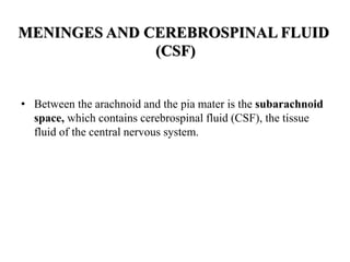 MENINGES AND CEREBROSPINAL FLUID
(CSF)
• Between the arachnoid and the pia mater is the subarachnoid
space, which contains cerebrospinal fluid (CSF), the tissue
fluid of the central nervous system.
 