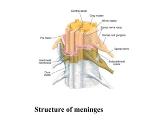 Structure of meninges
 