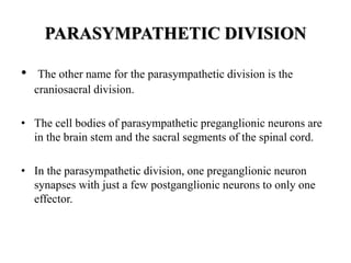 PARASYMPATHETIC DIVISION
• The other name for the parasympathetic division is the
craniosacral division.
• The cell bodies of parasympathetic preganglionic neurons are
in the brain stem and the sacral segments of the spinal cord.
• In the parasympathetic division, one preganglionic neuron
synapses with just a few postganglionic neurons to only one
effector.
 