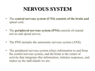 NERVOUS SYSTEM
• The central nervous system (CNS) consists of the brain and
spinal cord.
• The peripheral nervous system (PNS) consists of cranial
nerves and spinal nerves.
• The PNS includes the autonomic nervous system (ANS).
• The peripheral nervous system relays information to and from
the central nervous system, and the brain is the center of
activity that integrates this information, initiates responses, and
makes us the individuals we are.
 